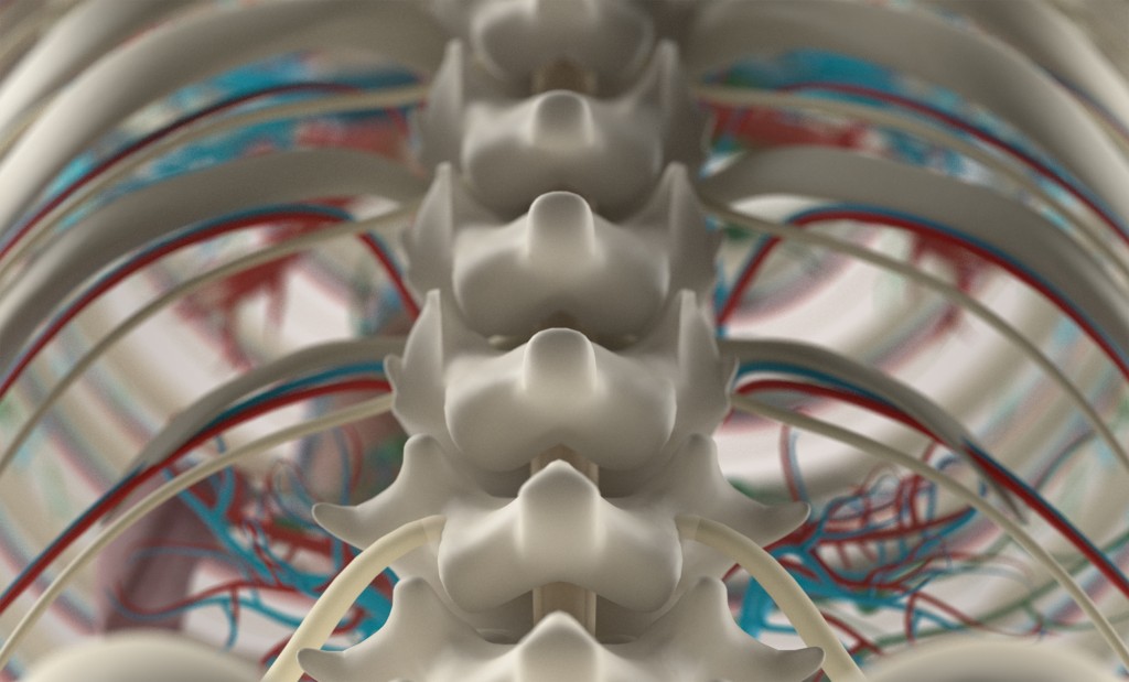 Cannabidiol CBD: Spinal Cord Injury
